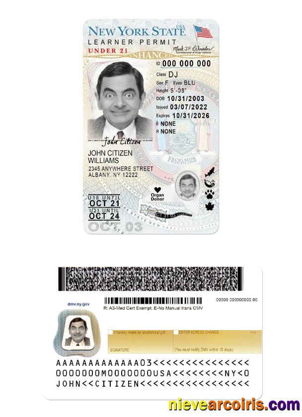 USA New York Driving License Under 21 (version 2) Template